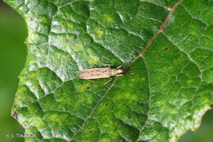 <i>Paromius gracilis</i> (Rambur, 1839) © J. Touroult