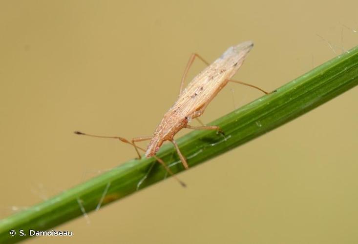 <i>Berytinus signoreti</i> (Fieber, 1859) © S. Damoiseau