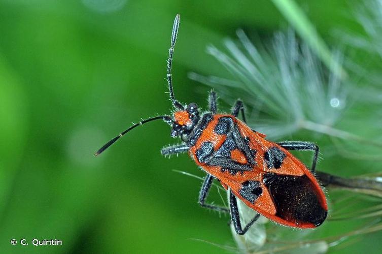 <i>Corizus hyoscyami</i> (Linnaeus, 1758) © C. Quintin