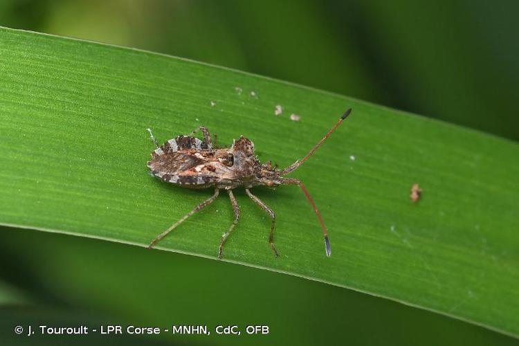 <i>Centrocoris spiniger</i> (Fabricius, 1781) © J. Touroult - LPR Corse - MNHN, CdC, OFB