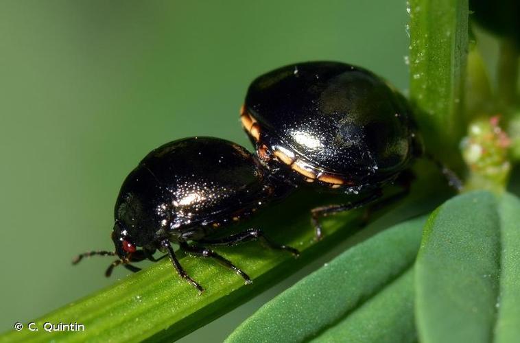 <i>Coptosoma scutellatum</i> (Geoffroy, 1785) © C. Quintin