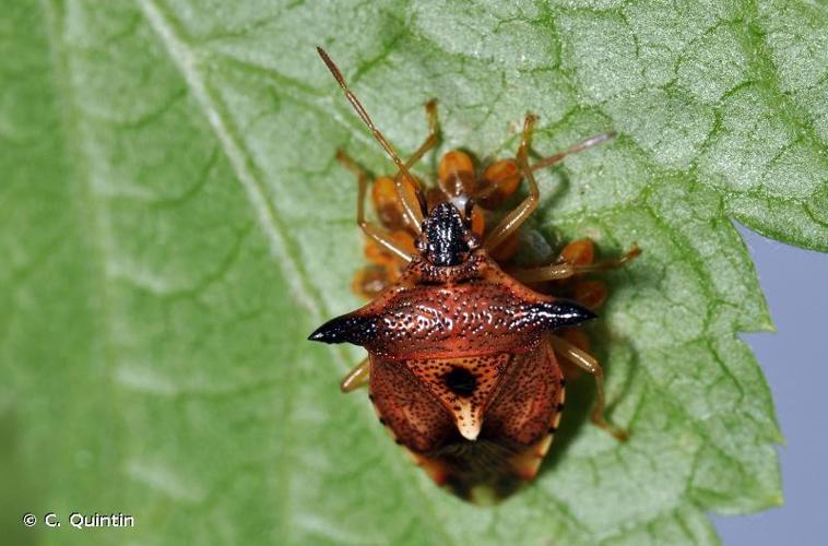 <i>Elasmucha ferrugata</i> (Fabricius, 1787) © C. Quintin