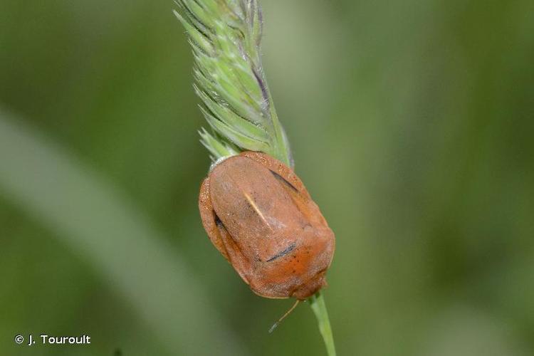 <i>Eurygaster austriaca</i> (Schrank, 1776) © J. Touroult