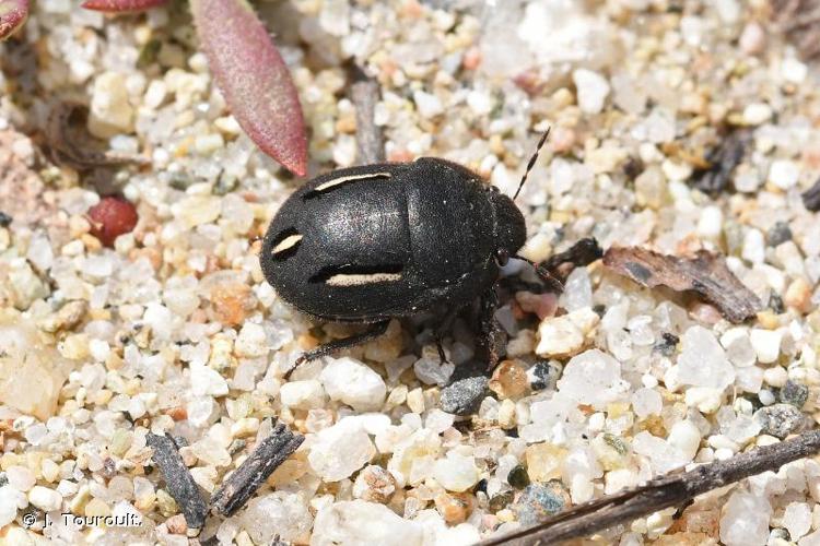 <i>Odontoscelis fuliginosa</i> (Linnaeus, 1761) © J. Touroult.