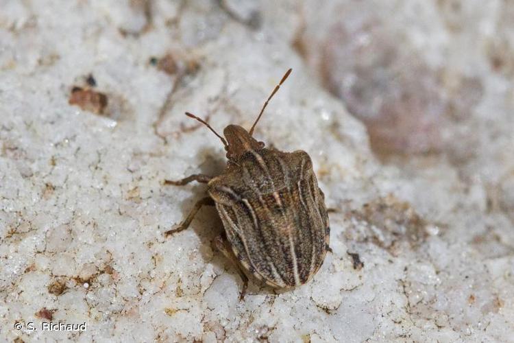 <i>Sternodontus obtusus</i> Mulsant & Rey, 1856 © S. Richaud