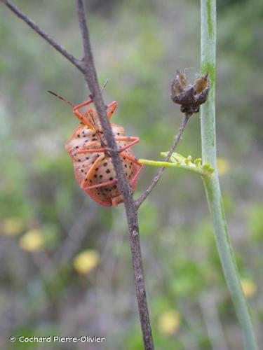 <i>Graphosoma semipunctatum</i> (Fabricius, 1775) © Cochard Pierre-Olivier