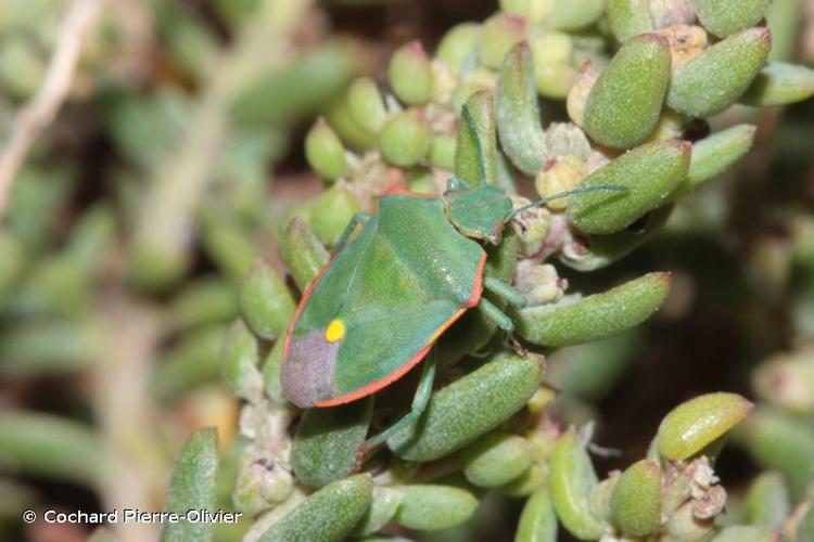 <i>Brachynema cinctum</i> (Fabricius, 1775) © Cochard Pierre-Olivier