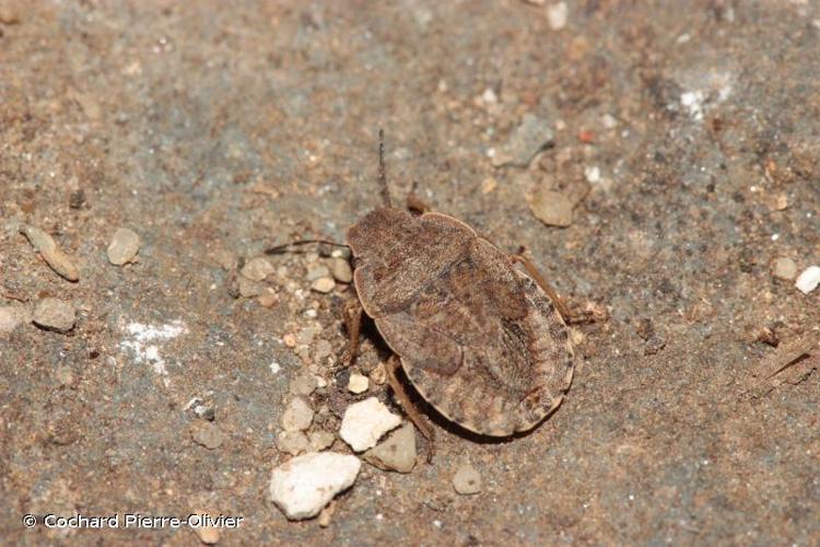<i>Sciocoris maculatus</i> Fieber, 1852 © Cochard Pierre-Olivier