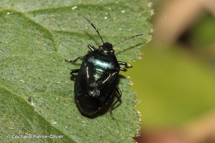 <i>Zicrona caerulea</i> (Linnaeus, 1758) © Cochard Pierre-Olivier