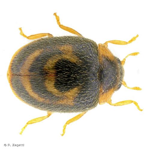 <i>Clitostethus arcuatus</i> (Rossi, 1794) © P. Zagatti