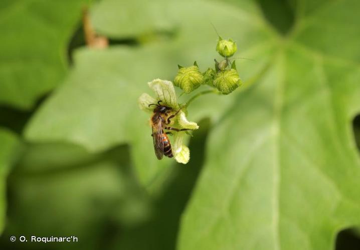 <i>Andrena florea</i> Fabricius, 1793 © O. Roquinarc'h