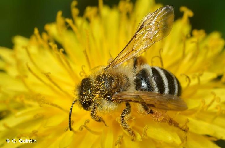 <i>Andrena gravida</i> Imhoff, 1832 © C. Quintin