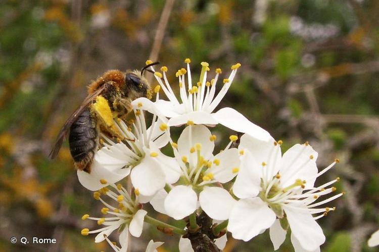 <i>Andrena haemorrhoa</i> (Fabricius, 1781) © Q. Rome