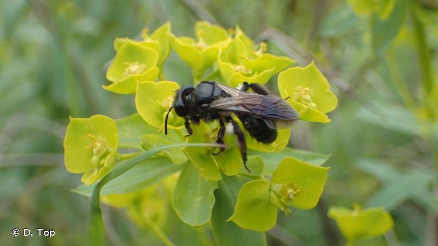 <i>Andrena nigrospina</i> Thomson, 1872 © D. Top