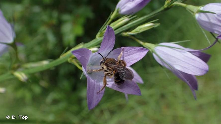 <i>Andrena pandellei</i> Pérez, 1895 © D. Top