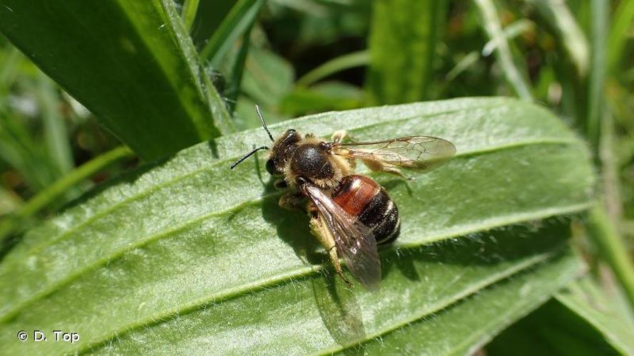 <i>Andrena schencki</i> Morawitz, 1866 © D. Top