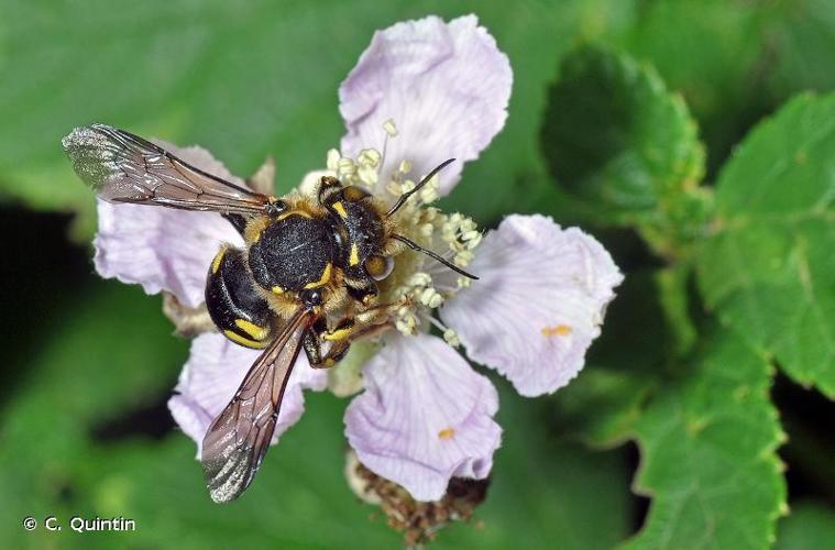 <i>Anthidium florentinum</i> (Fabricius, 1775) © C. Quintin