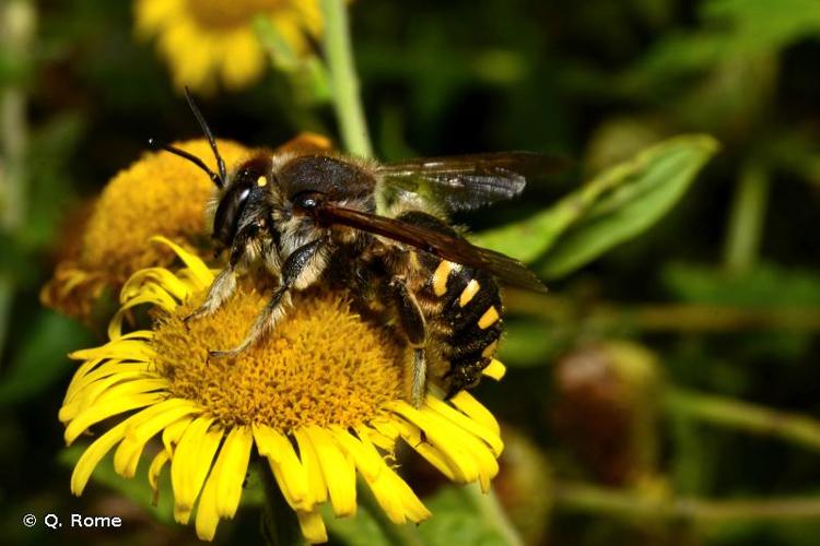 <i>Anthidium septemspinosum</i> Lepeletier, 1841 © Q. Rome