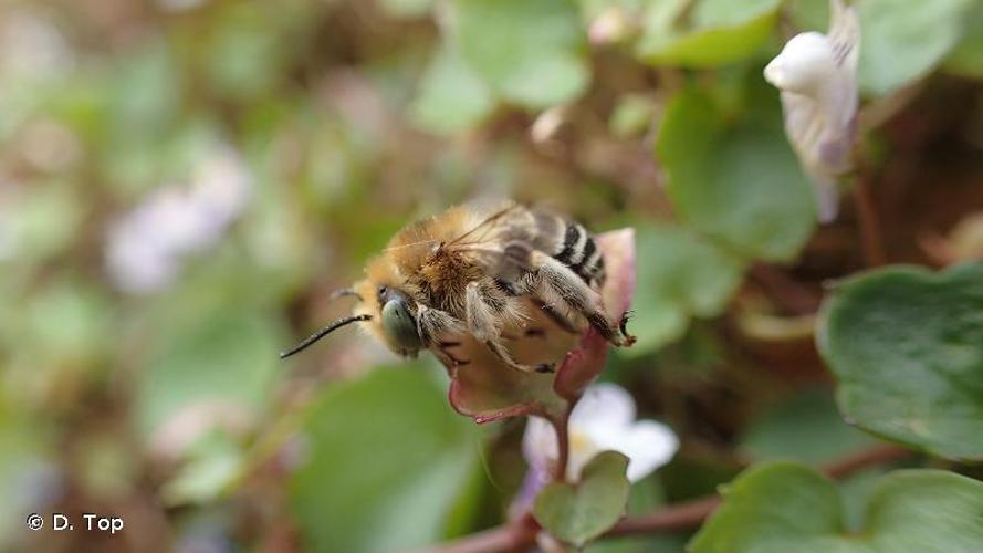 <i>Anthophora bimaculata</i> (Panzer, 1798) © D. Top