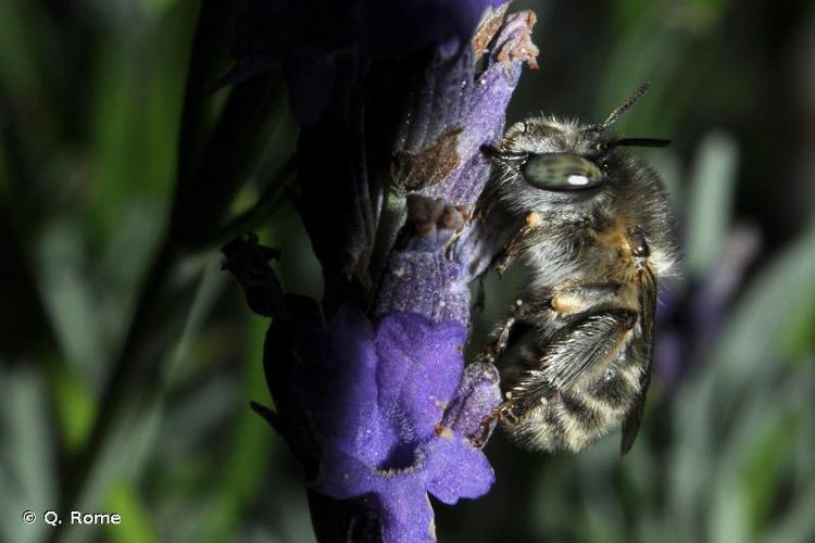 <i>Anthophora quadrimaculata</i> (Panzer, 1798) © Q. Rome