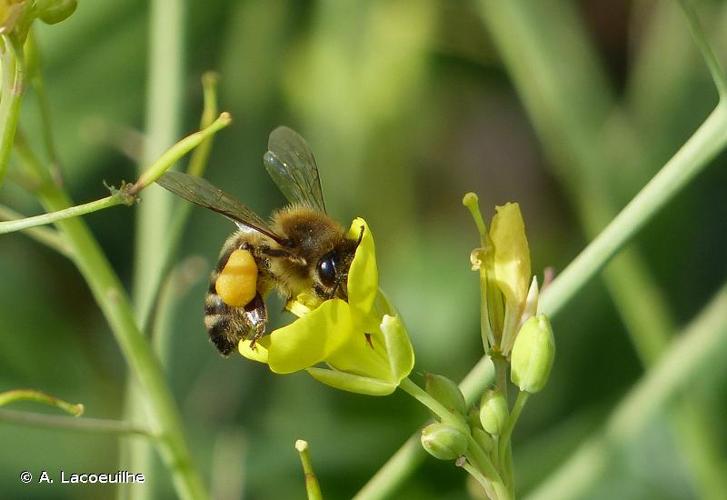 <i>Apis mellifera</i> Linnaeus, 1758 © A. Lacoeuilhe