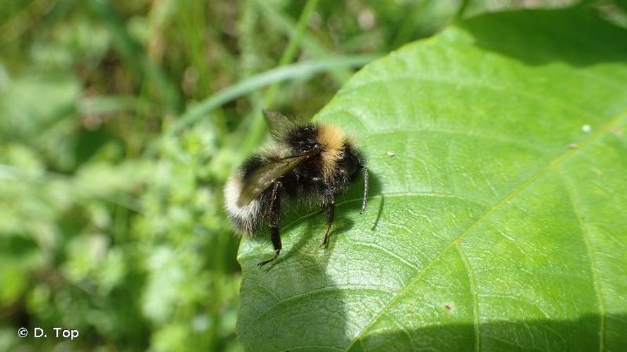 <i>Bombus sylvestris</i> (Lepeletier, 1833) © D. Top