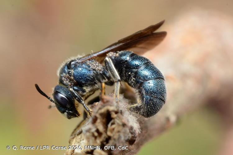 <i>Ceratina chalcites</i> Germar, 1839 © Q. Rome / LPR Corse 2020, MNHN, OFB, CdC