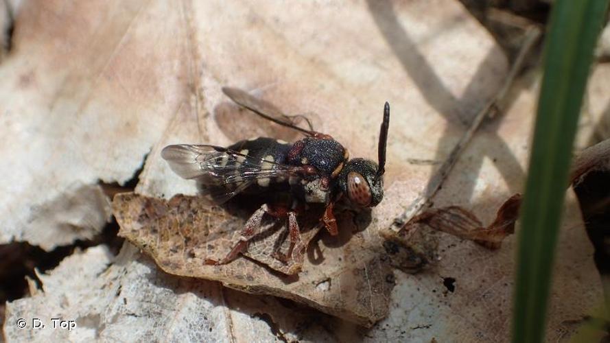 <i>Epeolus variegatus</i> (Linnaeus, 1758) © D. Top