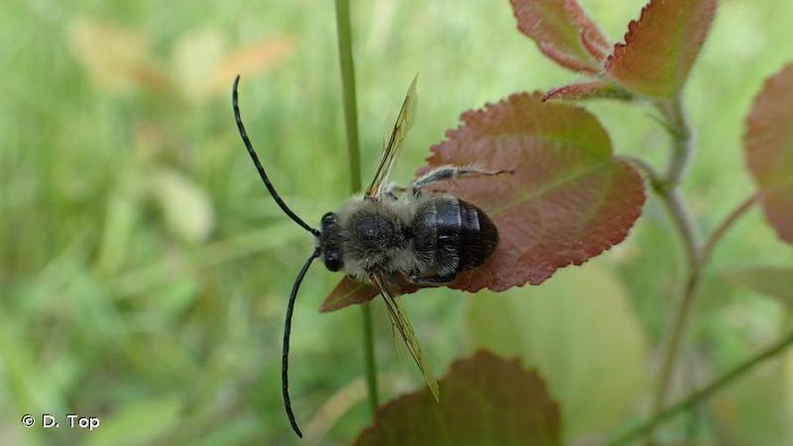 <i>Eucera nigrescens</i> Pérez, 1880 © D. Top