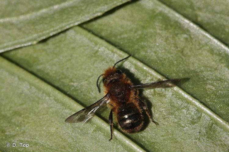 <i>Osmia niveata</i> (Fabricius, 1804) © D. Top