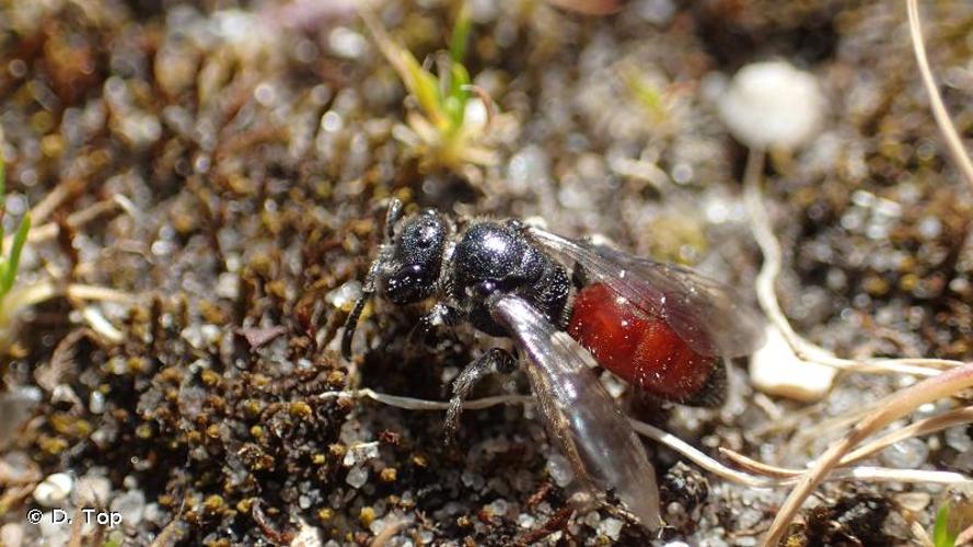 <i>Sphecodes ephippius</i> (Linnaeus, 1767) © D. Top