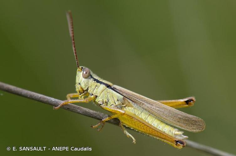 <i>Mecostethus parapleurus</i> (Hagenbach, 1822) © E. SANSAULT - ANEPE Caudalis