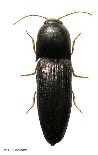 <i>Ectamenogonus montandoni</i> (Buysson, 1889) © B. Calmont