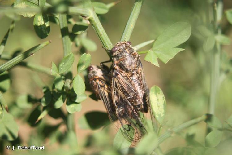 <i>Cicadatra atra</i> (Olivier, 1791) © J. Rebuffaud