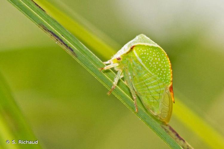 <i>Stictocephala bisonia</i> Kopp & Yonke, 1977 © S. Richaud