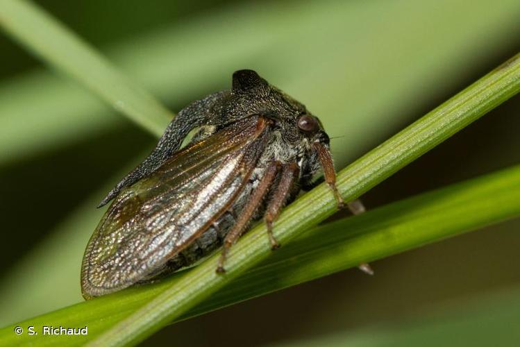 <i>Centrotus cornutus</i> (Linnaeus, 1758) © S. Richaud