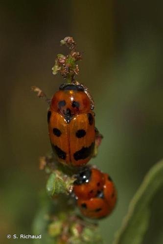 <i>Clytra atraphaxidis</i> (Pallas, 1773) © S. Richaud