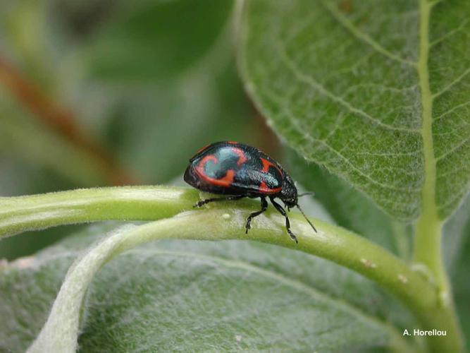 <i>Chrysomela lapponica</i> Linnaeus, 1758 © A. Horellou