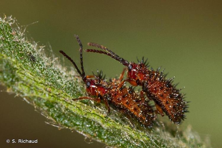 <i>Dicladispa testacea</i> (Linnaeus, 1767) © S. Richaud