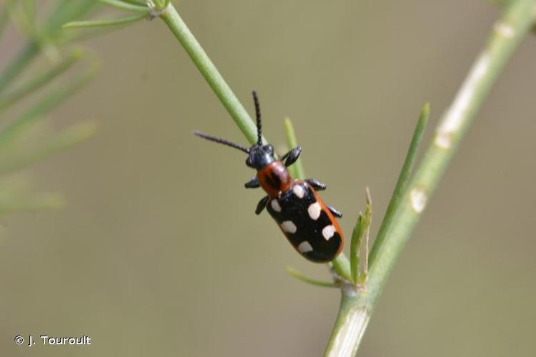 <i>Crioceris asparagi</i> (Linnaeus, 1758) © J. Touroult