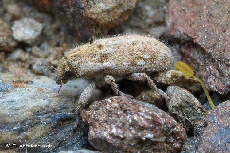 <i>Microlarinus lareynii</i> (Jacquelin du Val, 1853) © C. Vanderbergh