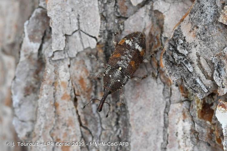 <i>Pissodes castaneus</i> (De Geer, 1775) © J. Touroult - LPR Corse 2019 - MNHN-CdC-AFB