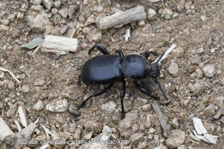 <i>Scaurus atratus</i> Fabricius, 1775 © J. Touroult - LPR Corse 2019 - MNHN-CdC-AFB