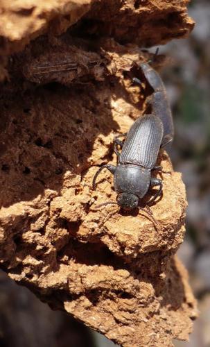 <i>Tenebrio opacus</i> Duftschmid, 1812 © 