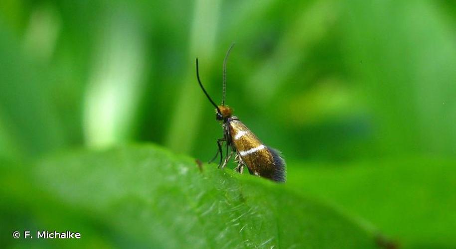 <i>Micropterix aruncella</i> (Scopoli, 1763) © F. Michalke