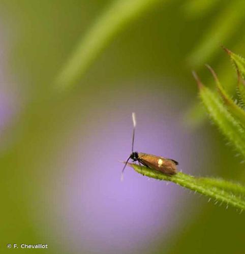 <i>Cauchas fibulella</i> (Denis & Schiffermüller, 1775) © F. Chevaillot