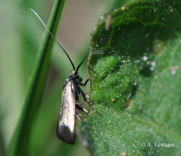 <i>Adela reaumurella</i> (Linnaeus, 1758) © A. Lévêque