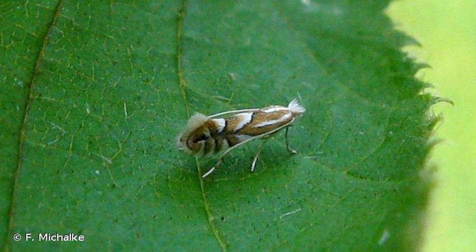 <i>Phyllonorycter coryli</i> (Nicelli, 1851) © F. Michalke