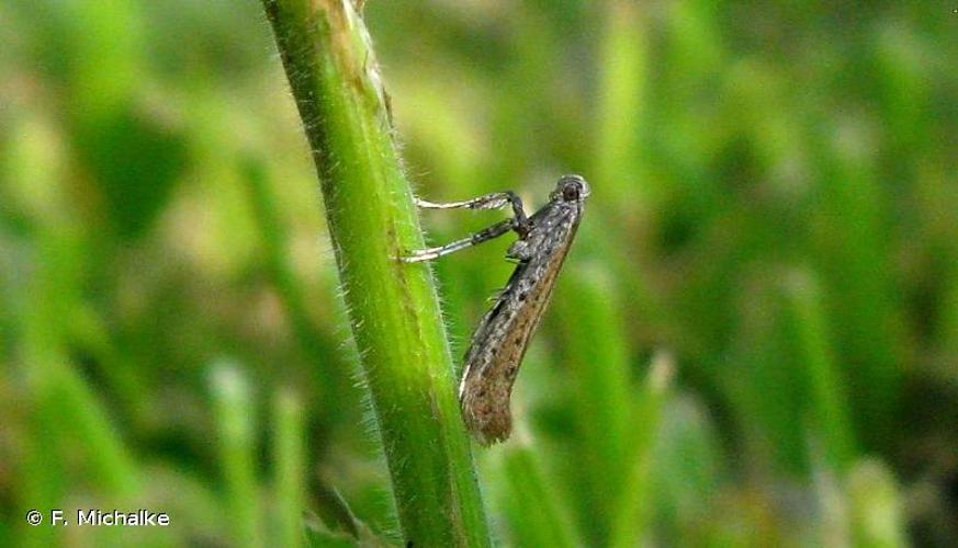 <i>Aspilapteryx tringipennella</i> (Zeller, 1839) © F. Michalke