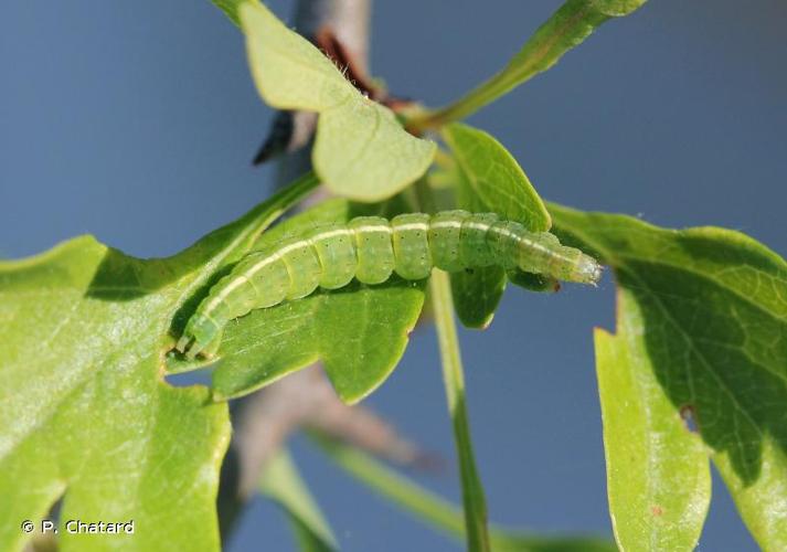 <i>Ypsolopha scabrella</i> (Linnaeus, 1761) © P. Chatard